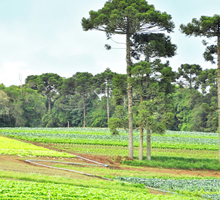 desentupidora Área Rural Sao Jose dos Pinhais